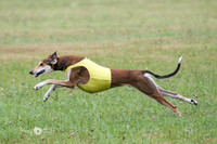 Saluki