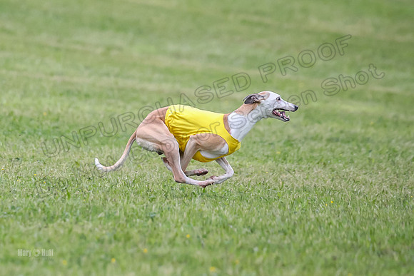 Prelim Open E5, Scorch Cobalt Kiwi-9170
