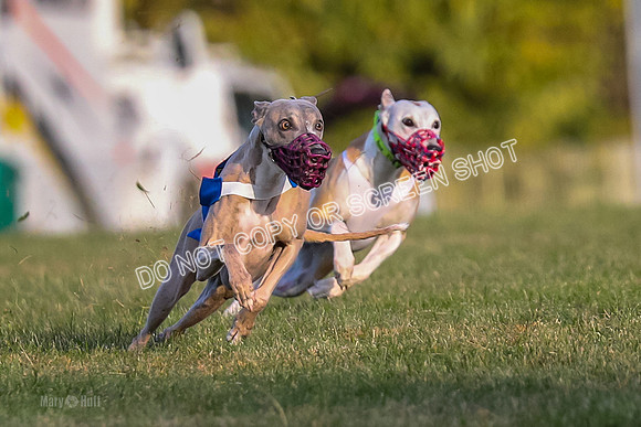 Prg 1, race 1, Arrow Blitz Rosie Floyd-0562