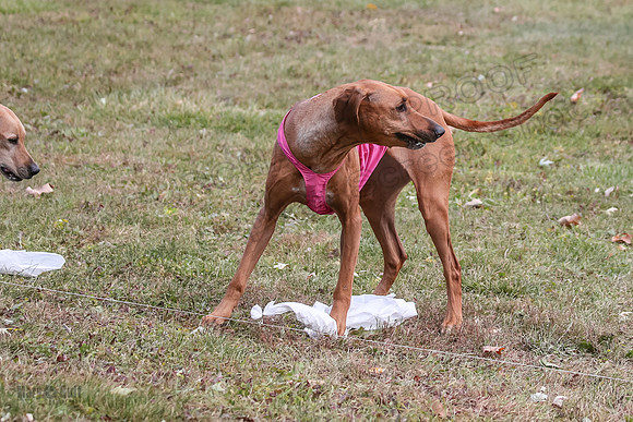 Finals Vet Libby Xena-8278