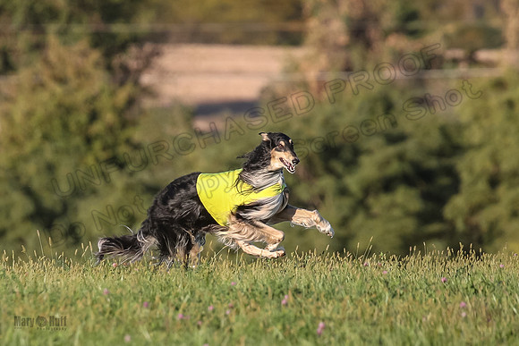 1 Prelims Vet 1 Yaro Chase Zip-3045