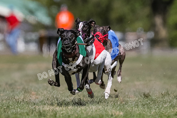 Prg 4, Race 3, Dazzle Margot Cherry Pie Clyps Tahoe-0135