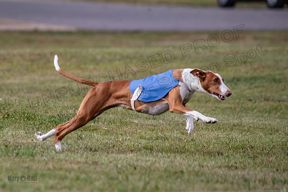 Finals Fch 2 Beastie Willow Ginny-3184