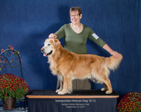 Sweeps Veteran Dog 10-12