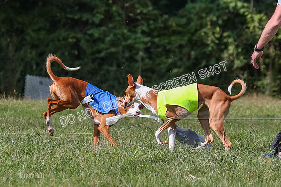 Open Prelim B1, Libby, Rogue, Penny-7819