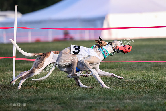Prg 1, race 2, Spud Gnocchi Rigby-0598