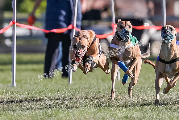 Prg 1, Race 19, Picanha Nibbles Cutter Tanooki Cheetah-9294