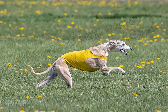 1Prelims Veterans 3 Raya Ember Hattie-1731