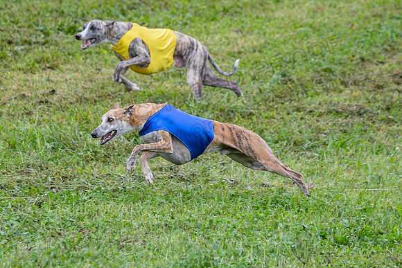Prelims Open B1, Maverick Checkmate Sparky-3489