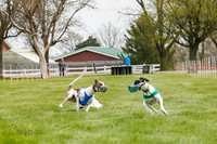 WRA, Prg 2, Race 1, Puppy, Gnochhi Sprig-8552