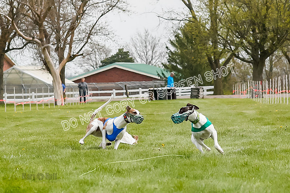 WRA, Prg 2, Race 1, Puppy, Gnochhi Sprig-8552