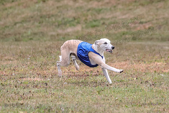 1 Prelims Open 1 AnnieOakley Fennec Zero-1240