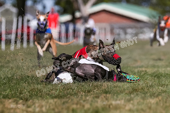 Prg 4, Race 1, Ruffian Flynn Nami Rigby Arrow Echo-0048