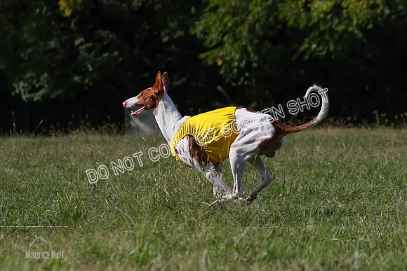 Prelim Spencer-7436