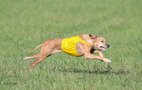 1 Prelims Vet 2 Xena Libby-5321