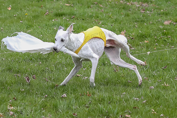 Prelims Whippet Veteran-4510