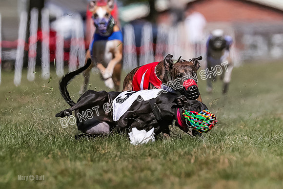 Prg 4, Race 1, Ruffian Flynn Nami Rigby Arrow Echo-0044