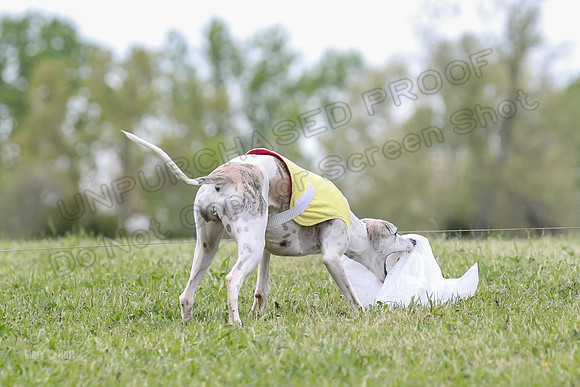 Finals Vets B6, Letty Harley-2206
