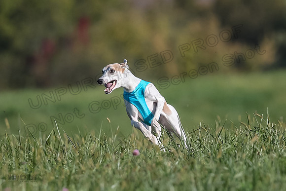 1 Prelims Fch A1 Zinger Lacey Celine-9463
