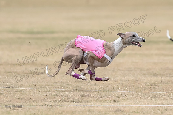 1Prelim Open 4 Kashi Rigel-3072