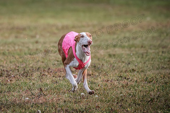 1 Prelims Fch 2 Jadis Beastie Ginny-0796