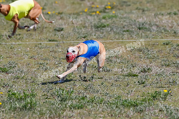 Prelim, Rocky Shimmy Zed-2424