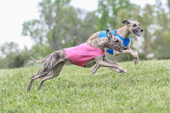 Finals Vets 3, Rosie Littlebit Justice-2338
