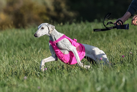 1 Prelims Vet 1 Izzy Dawn-9133