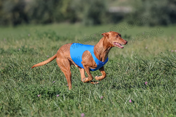 1 Prelims Vet 1 Precious Cayper Copper-4306