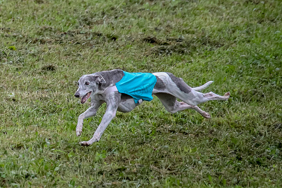Prelim Veteran 1, Akela Ricky Bobby Blue-6286