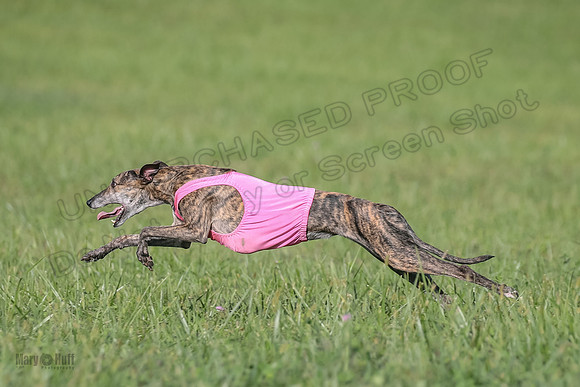 1 Prelims Fch A2 Arrow Janey Hoppit-9523