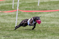Prg 4, Race 2, Gossip, Cheetah, Power