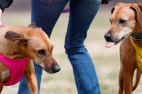 Rhodesian Ridgeback