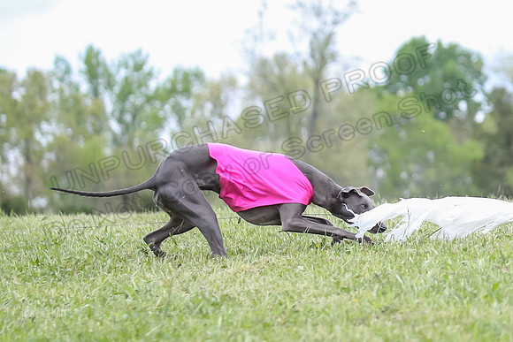 Finals Open C1, Oscar Strummer Rex-0643
