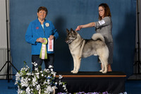 Elkhound 2020-1162