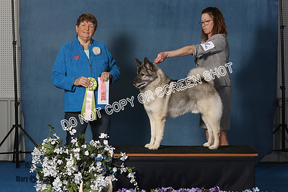 Elkhound 2020-1162