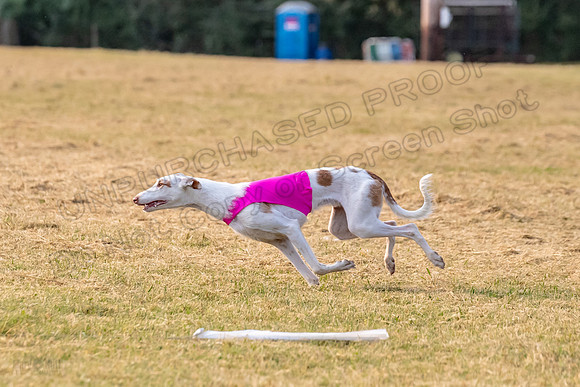 1prelims Open 2 Maverick Argos Carly-3267