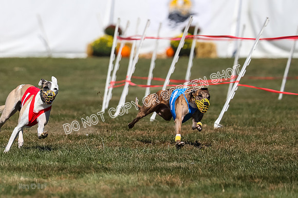 Prg 3, Race 11, Jamie Thunder Dusty Rarity-2216