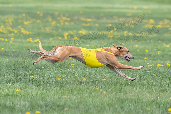 1 Prelim Open E3 EllieMae Misty-6615