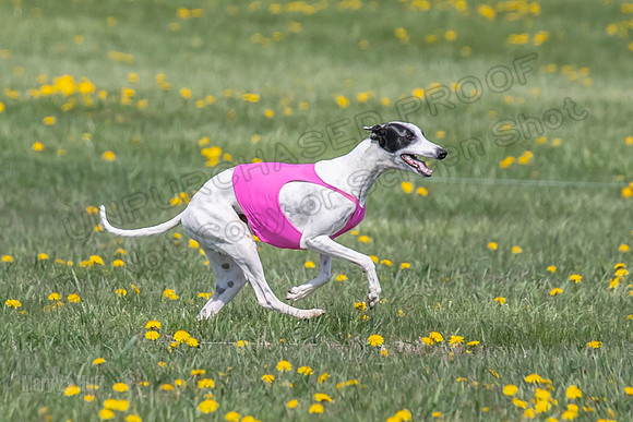 1Prelims Specials B6 Mantle PeteySue Echo-1589