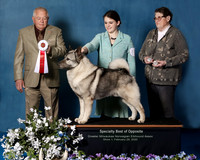 Elkhound 2020-1055-Edit2