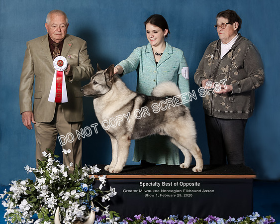 Elkhound 2020-1055-Edit2