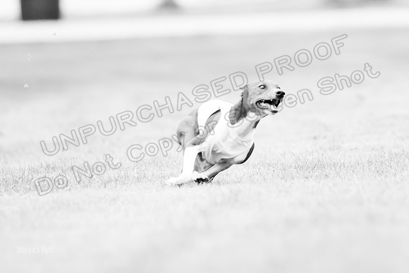 Prelims Rye-0963-2
