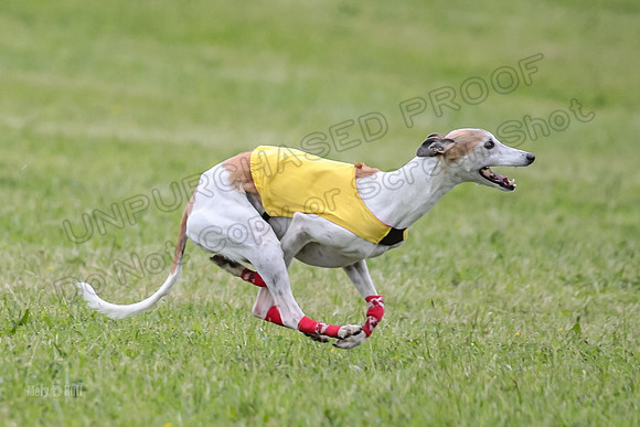 Prelim Veterans 5, Fleet Herman Blue-0223