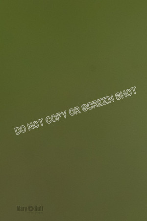 Cat Test 1-0012