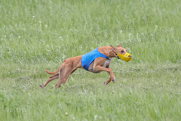 1 Prelims Open 1, LA Twister Greta-8185