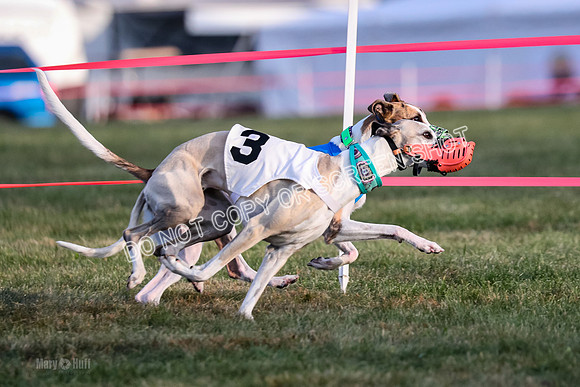Prg 1, race 2, Spud Gnocchi Rigby-0597