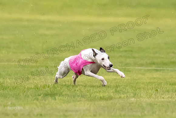 Prelims Fch-Vet 2, Flare Huxley-0367