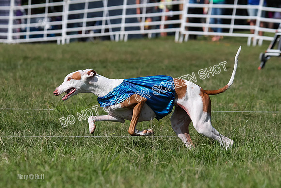 Prelim Clover-7492