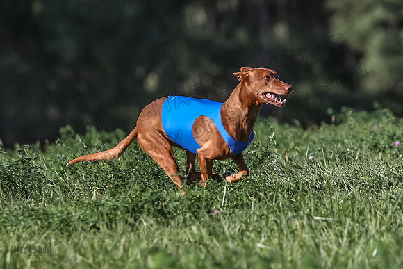 1 Prelims Vet 1 Precious Cayper Copper-4299